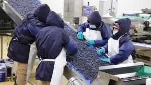 Más del 50% de los empleos generados por las exportaciones totales son del sector agro