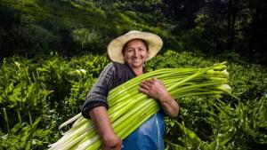 Más del 50% de puestos de trabajo en floricultura corresponde a las mujeres
