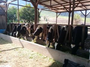 Mayor productividad en sector ganadero reduce emisiones de efecto invernadero, revela informe