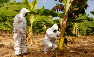 Medidas preventivas para resguardar producción de plátano en Jaén y San Ignacio