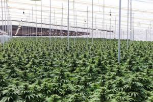 Mercado peruano de cannabis medicinal es de unos US$ 100 millones anuales