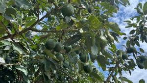 México es uno de los mercados más competitivos en alimentos orgánicos