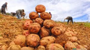 Midagri: Producción nacional agropecuaria cae -14.2% en abril de 2023