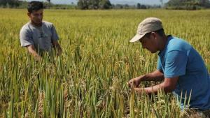 Midis adquirirá 23.657 toneladas de arroz a los pequeños productores