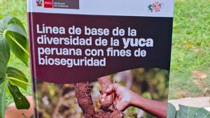 Minam presenta investigación sobre la conservación de la yuca en Perú