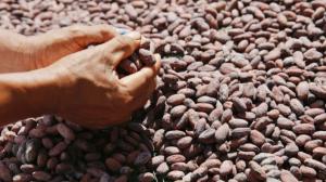 Mincetur admite impacto en futuras exportaciones de cacao ante próxima restricción europea