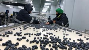Mover más de 20 mil toneladas de arándanos por semana va a exigir al máximo a toda la cadena en el Perú
