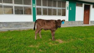 Nace la primera ternera con la mejor carne del mundo