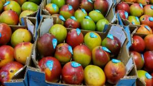 No hay suficiente mango de Brasil para satisfacer las necesidades del mercado estadounidense
