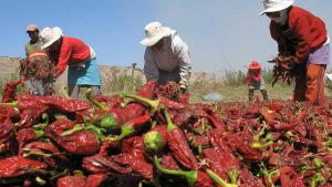 Nueva Ley Agraria, ¿cómo impactará en las inversiones y el déficit fiscal?