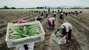 Nueva Ley de Promoción Agraria y bono BETA