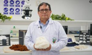 Nueva variedad de algodón mejorado busca impulsar la producción textil peruana