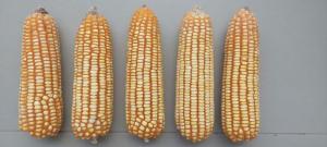 Nueva variedad de maíz amarillo duro incrementará en 72 % el nivel de cosecha de productores peruanos