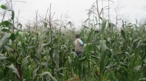 OEFA detecta primeros campos de cultivo con Organismos Vivos Modificados en Perú