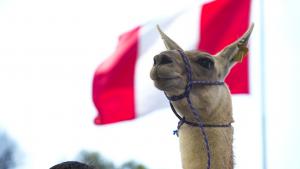 Oficializan el lanzamiento del “Año Internacional de los Camélidos 2024”