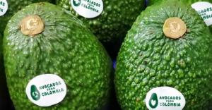 Ojo con Colombia: exportó 182.432 toneladas de palta Hass mostrando un alza de 21.8%