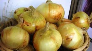 Onix Farms establecerá alianzas con productores de cebolla de Ica