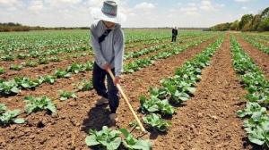 PBI agrícola para mercado interno disminuyó 11.6% en julio de 2019