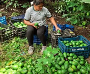 Pequeños productores comercializaron productos por más de S/ 129.7 millones en 2022, mostrando un aumento de 7.1%