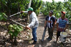 Perú: “boom” de precios, ingresos dignos y pobreza en cadena productiva de cacao
