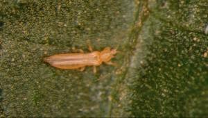 Perú: declaran la plaga Frankliniella australis bajo control oficial a nivel nacional