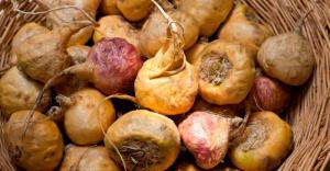 Perú exportó 120 toneladas de maca en octubre de 2024