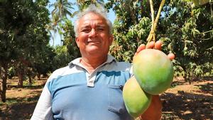 Perú exportó 289.508 toneladas de mango en la campaña 2024/2025