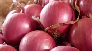 Perú exportó 312.555 toneladas de cebolla fresca por US$ 134.580.000 en 2024, mostrando un aumento de 21% en volumen y 27% en valor