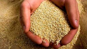 Perú exportó 4.730 toneladas de quinua por US$ 11.40 millones en enero de 2025, mostrando un alza de 28% en volumen y 24% en valor