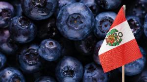Perú exportó a Estados Unidos 764 toneladas de arándanos por US$ 5 millones entre las semanas 18 y 25 de la campaña 2025/2026