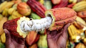 Perú impulsa un proyecto para producir café y cacao sin deforestar en la Amazonía