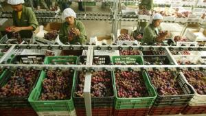 Perú lideró crecimiento regional de las exportaciones no tradicionales en 2025