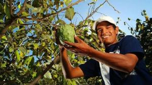 Perú produce más de 27 mil toneladas anuales de chirimoya en 3.800 hectáreas
