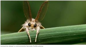 Perú se mantiene libre de la polilla gitana