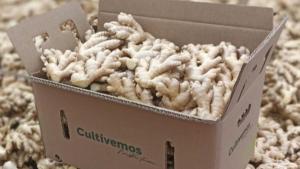 Perú se prepara para una temporada 2025 incierta tras una crisis de calidad en el jengibre