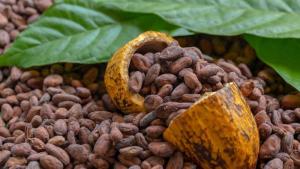 Perú, segundo mayor exportador de cacao en grano de Latinoamérica y sexto del mundo