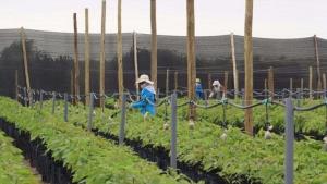 Perú: señales de esperanza en el agro y la industria