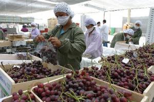 Perú sigue posicionándose como importante abastecedor de frutas y hortalizas del mundo