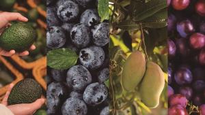 Perú superaría a Chile como quinto exportador de frutas del mundo y primero de la región en 2025