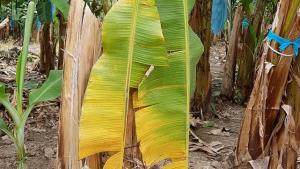 Piura: 116 hectáreas de banano perdidas en agosto por efecto del Fusarium raza 4T