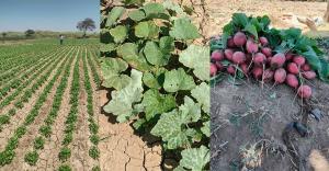 Piura: Hortalizas registran un crecimiento progresivo en la Campaña Agrícola 2025–2026