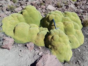 Planta que crece en los andes peruanos permite determinar la edad histórica de las erupciones volcánicas