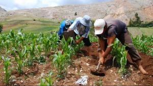 Pobreza en el sector agrícola disminuyó en promedio 50% entre 2004 y 2017