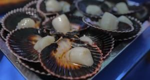 Primer domingo de octubre será el Día Nacional del Consumo de Concha de Abanico