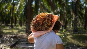 ProAmazonía: “La palma aceitera impulsa desarrollo sostenible, empleo y formalidad”