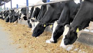 Producción agropecuaria creció 0.91% en octubre del presente año