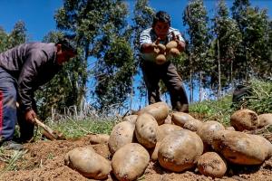 Producción agropecuaria creció 14.79% en mayo impulsada por agroexportación