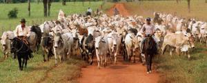 PRODUCCIÓN AGROPECUARIA CRECIÓ 1.6%