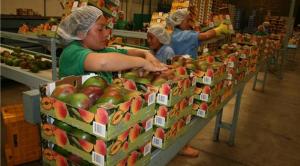 PRODUCCIÓN AGROPECUARIA SUMA NUEVE MESES DE CRECIMIENTO CONTINUO