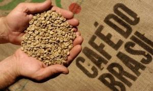 PRODUCCIÓN DE CAFÉ EN BRASIL AUMENTÓ 55% EN LOS ÚLTIMOS 12 AÑOS